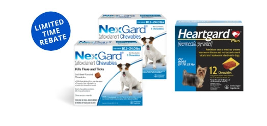 nexgard-1-choice-of-vets-for-parasite-protection-in-pets